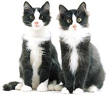 kat 2x zwartwit.jpg