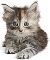 kitten-15.jpg