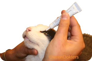 ogen-zalven-kat.gif