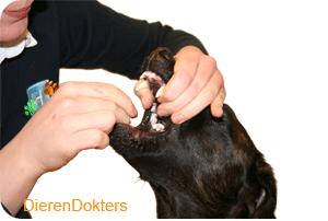 pil-tablet-geven-hond.gif