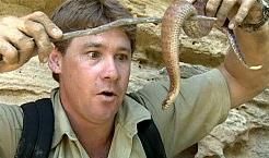 Steve Irwin.jpg