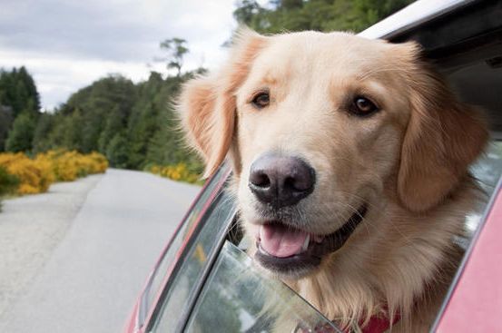 Met de hond in de auto