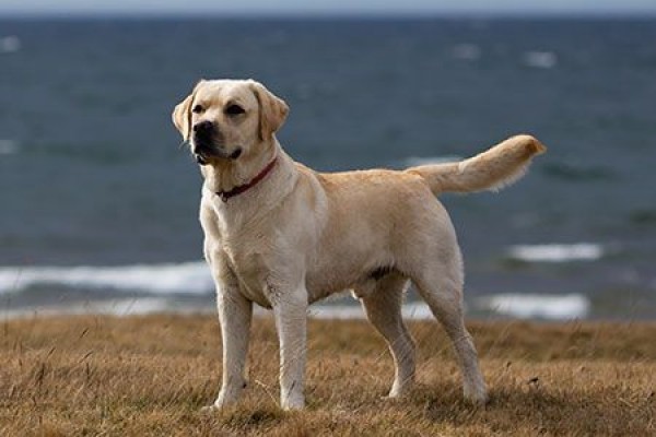 Labrador Labrador Retriever