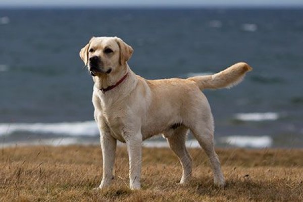 Labrador Retriever