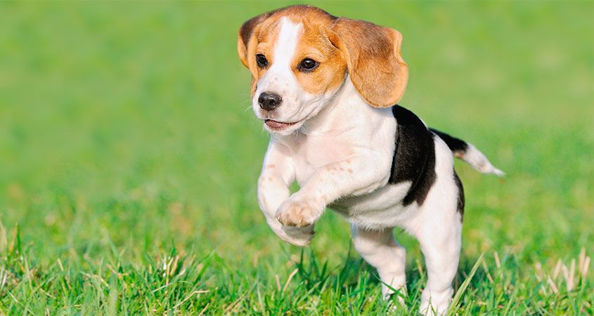 puppy leren los te lopen