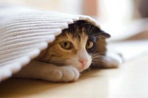 onwettig koffer Kan niet Stress bij katten