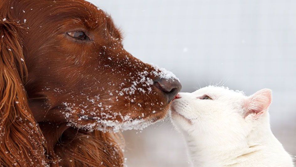 Wintertips voor dieren