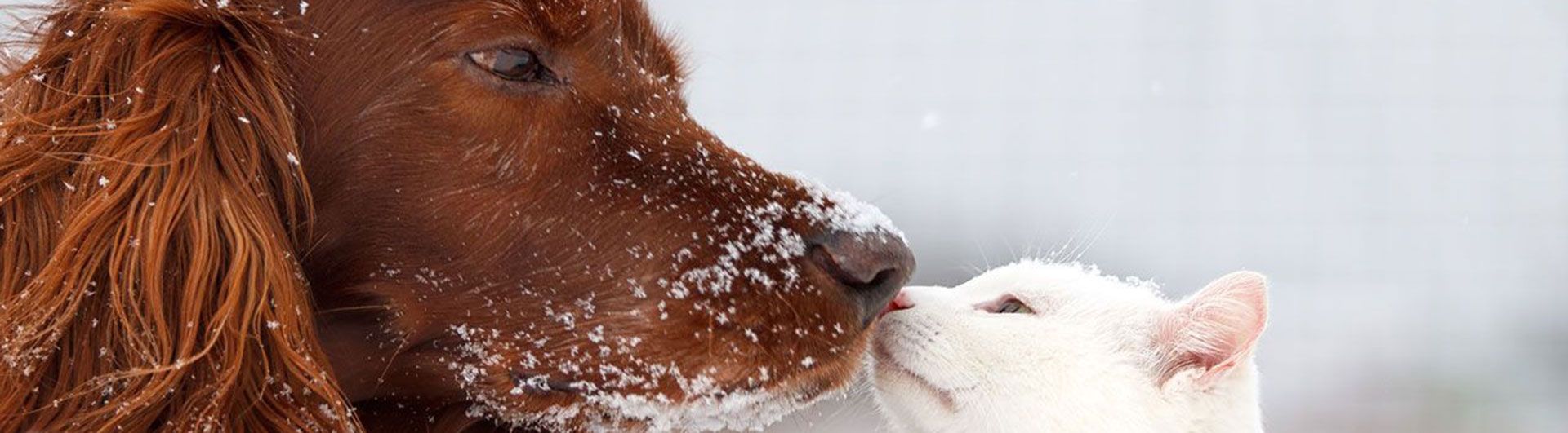 Wintertips voor dieren