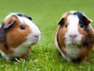 Cavia's