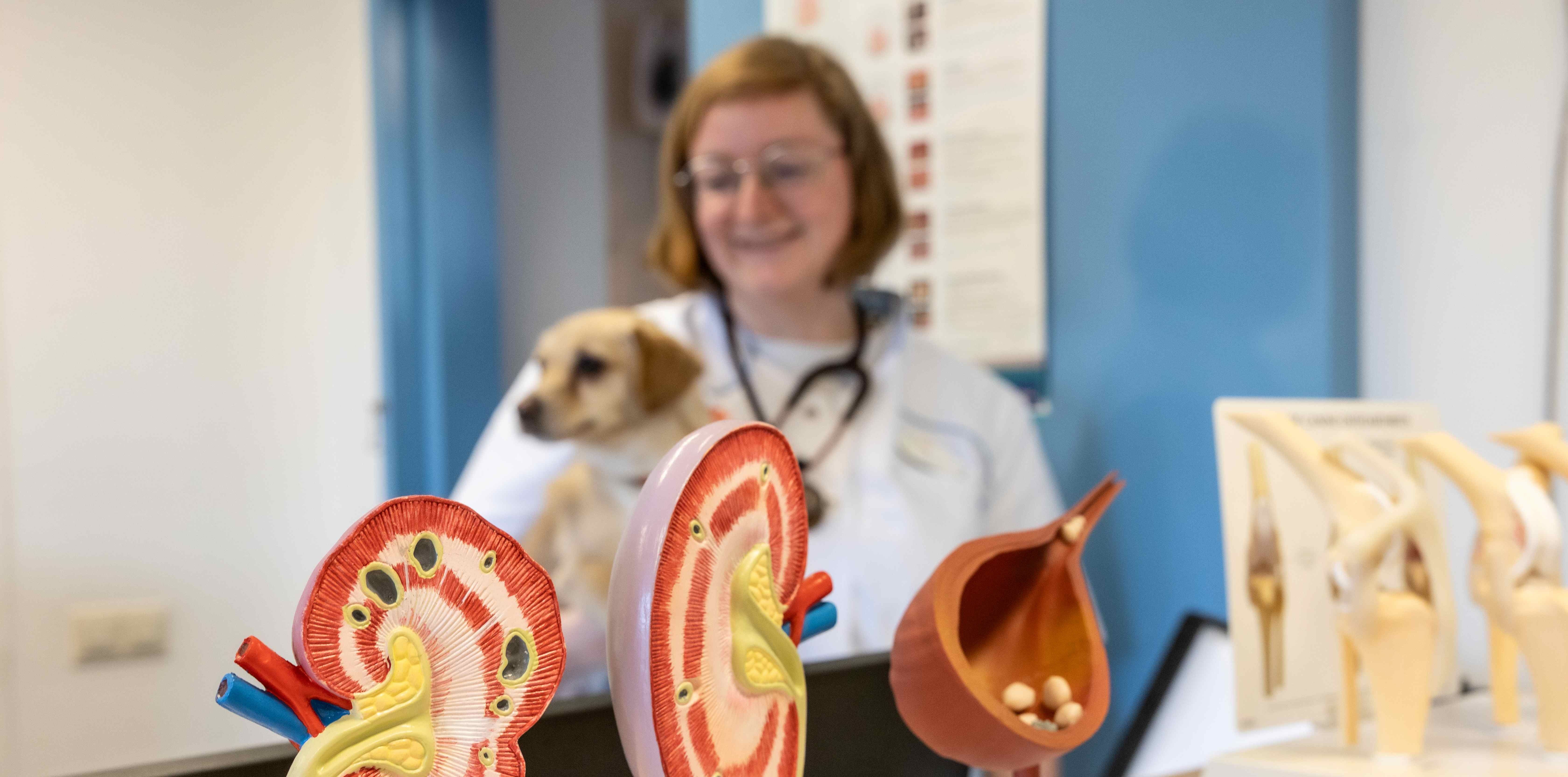 DierenDokters Zutphen