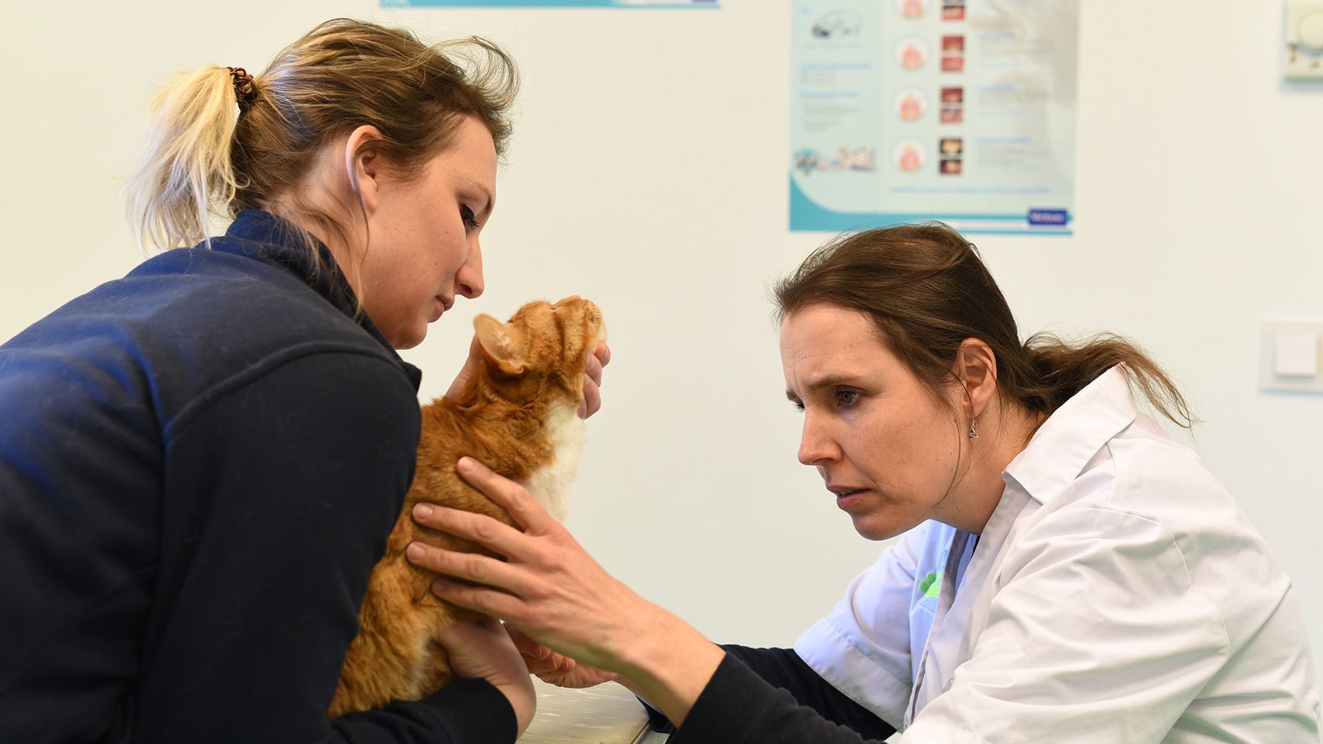 dierenkliniek achtse barrier