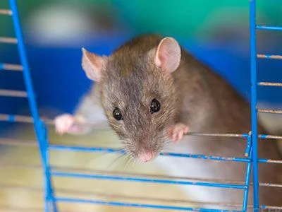 tamme_rat_kooi-55a590ed