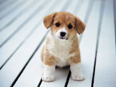Puppy_2