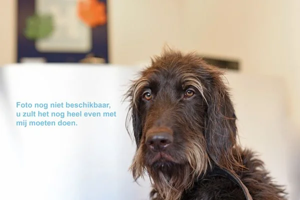 dierenarts_paraveterinair_volgt-42cdd0c3