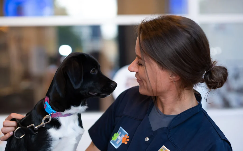 dierenarts_utrecht_2-3566363b