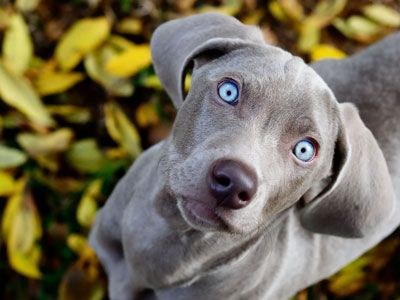 hoe_doe_ik_dat_hond