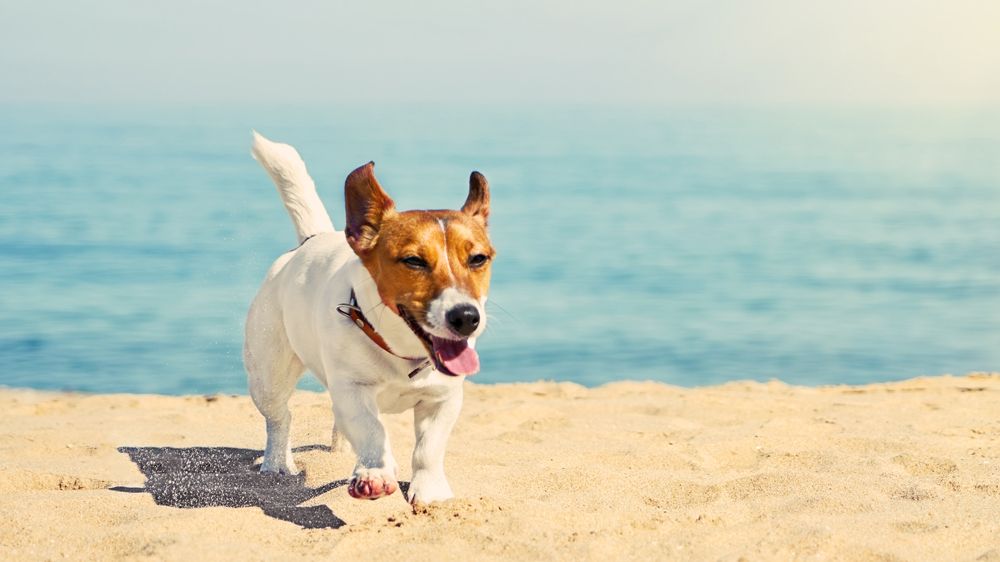 hond-strand