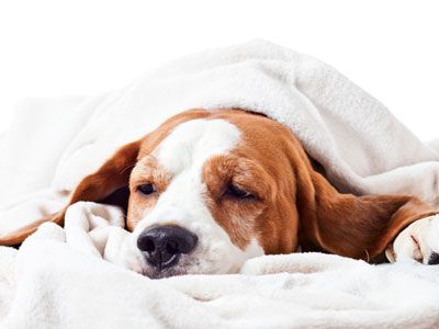 hond_ziek