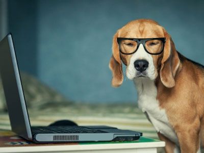 honden_blog