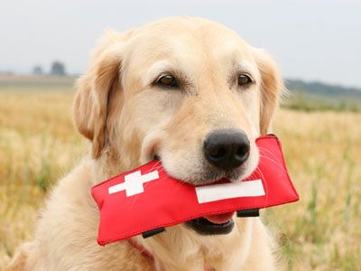 honden_ehbo