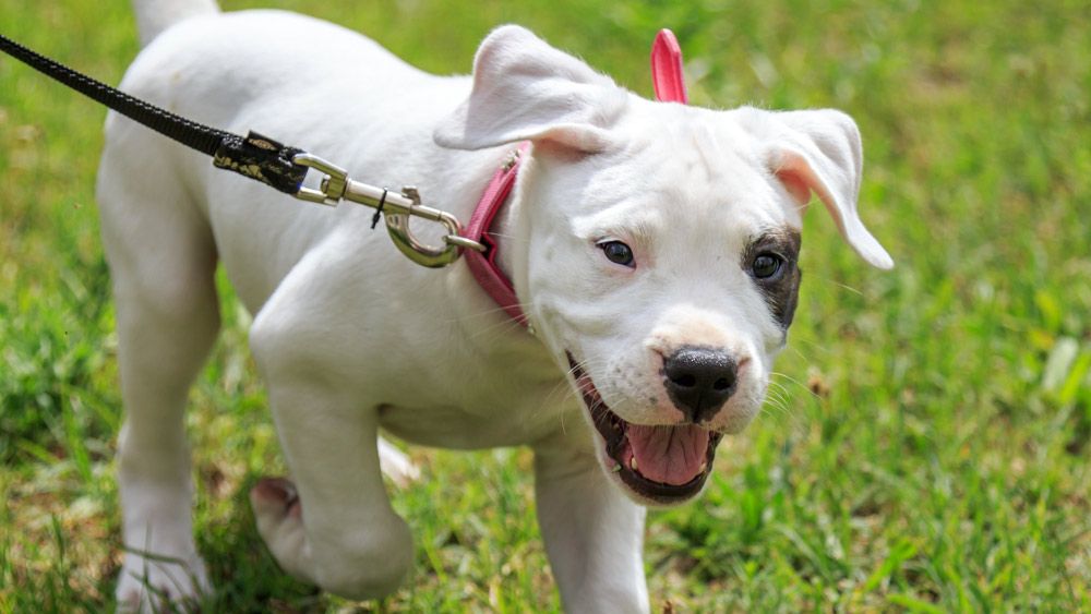 pup_opvoeding_socialisatie
