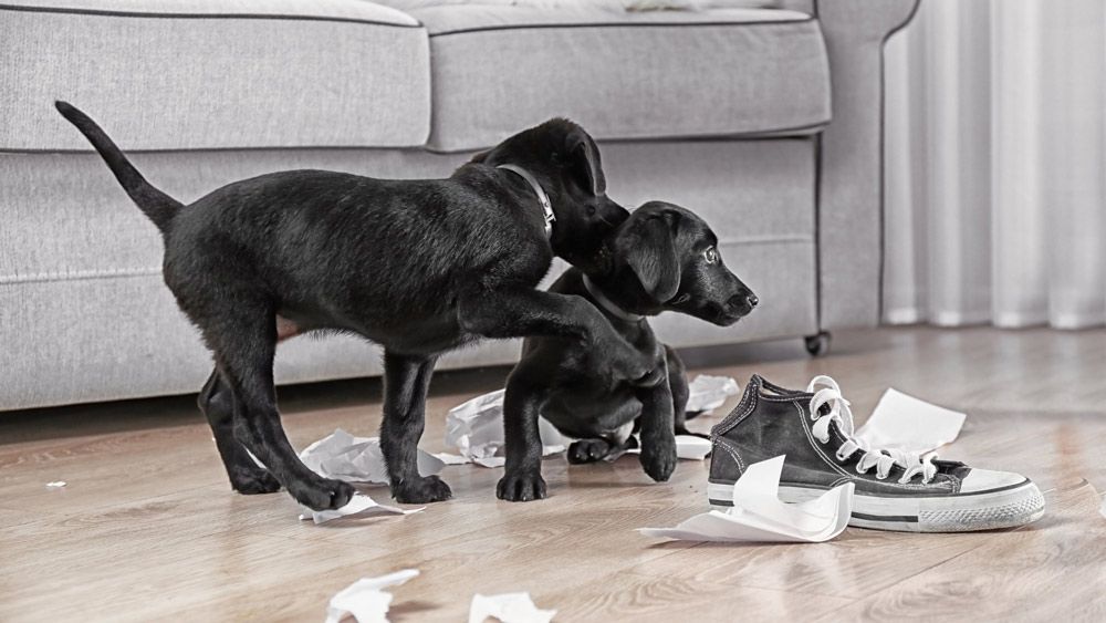 socialisatie_opvoeding_pup