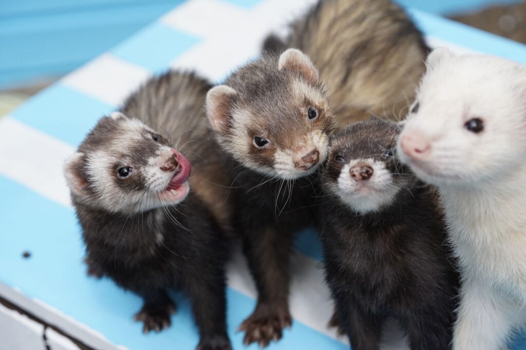 pexels-photo-7179720-7179720 Four adorable ferrets gathered closely together, showcasing their playful nature.