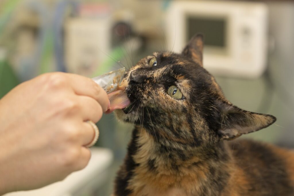 kat lief dierenarts katgedrag dierenarts